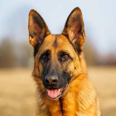 In Ardennes With Scenic Terrace